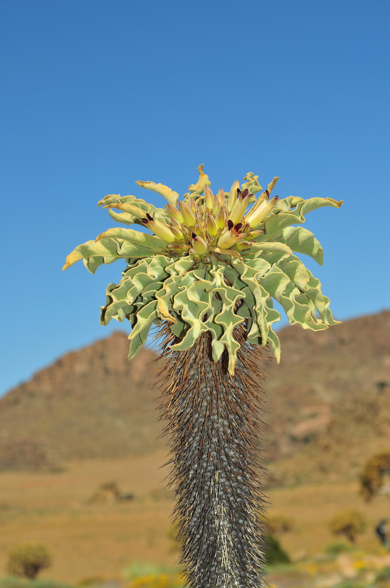 Pachypodium namaquanum, l' arbre trompe d'éléphant pachypodium namaquanum l arbre trompe d elephant 5 pachypodium-namaquanum-l-arbre-trompe-d-elephant-5
