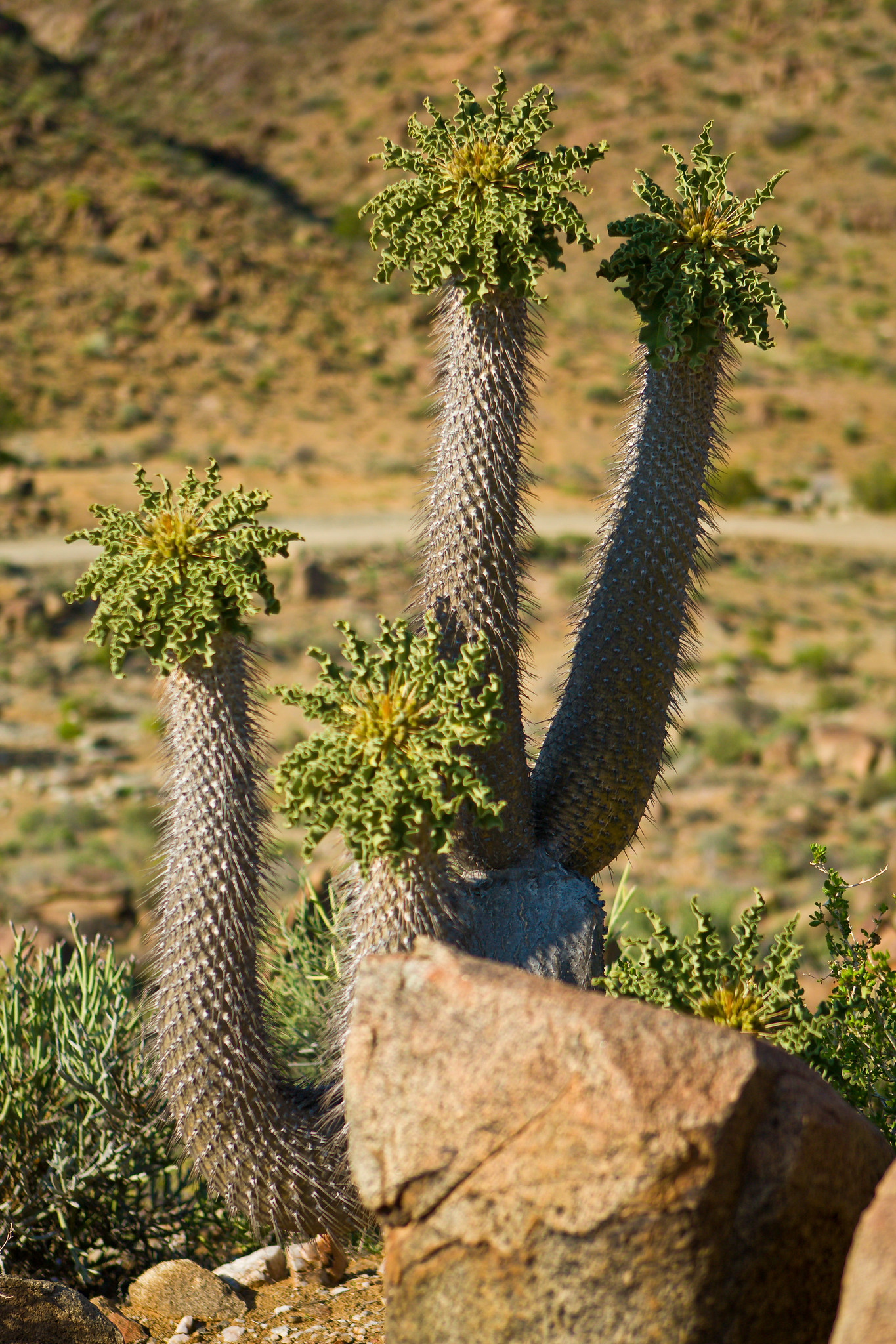 Pachypodium namaquanum, l' arbre trompe d'éléphant pachypodium namaquanum l arbre trompe d elephant 7 pachypodium-namaquanum-l-arbre-trompe-d-elephant-7.