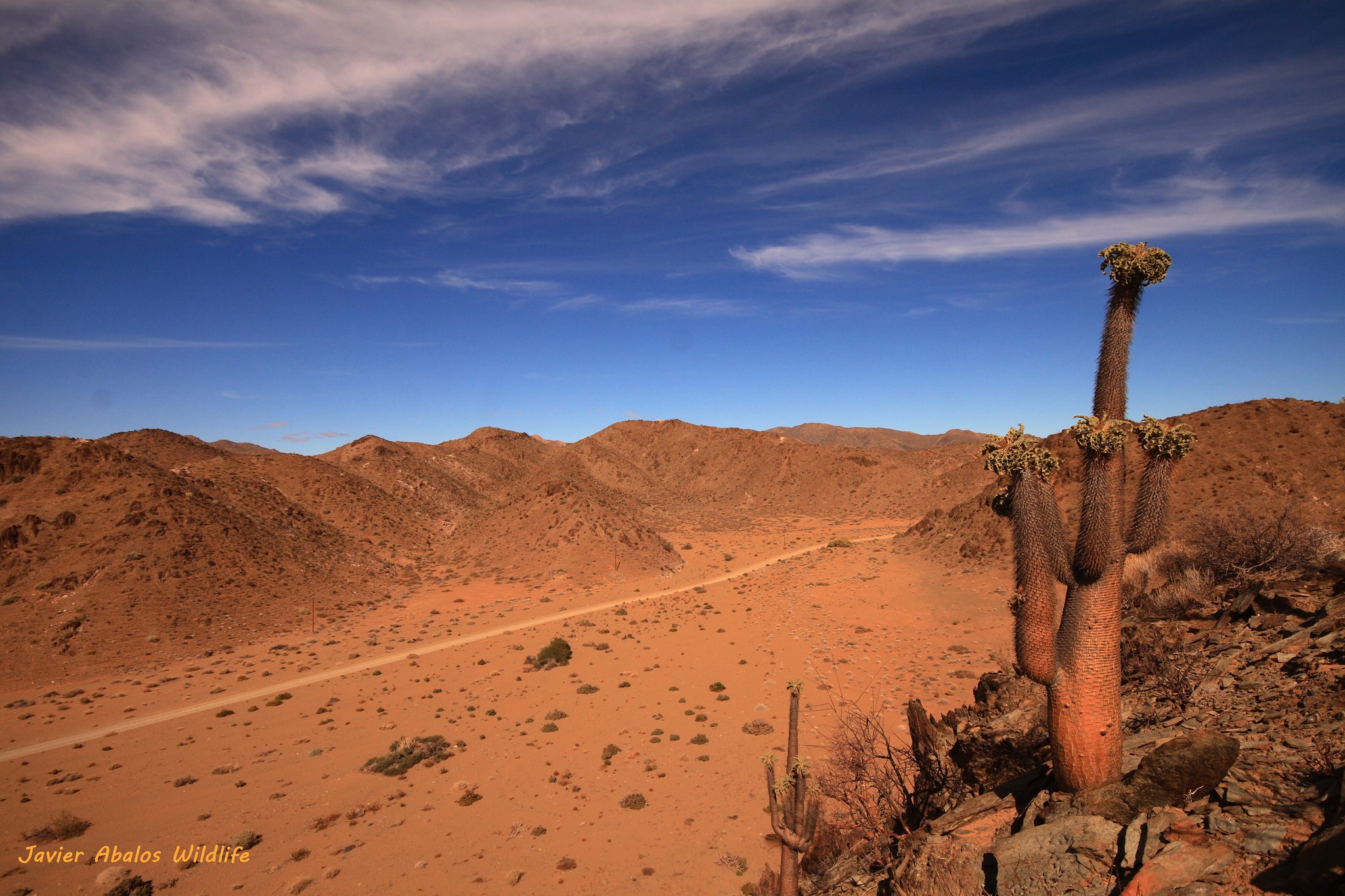 Pachypodium namaquanum, l' arbre trompe d'éléphant pachypodium namaquanum l arbre trompe d elephant 8 pachypodium-namaquanum-l-arbre-trompe-d-elephant-8