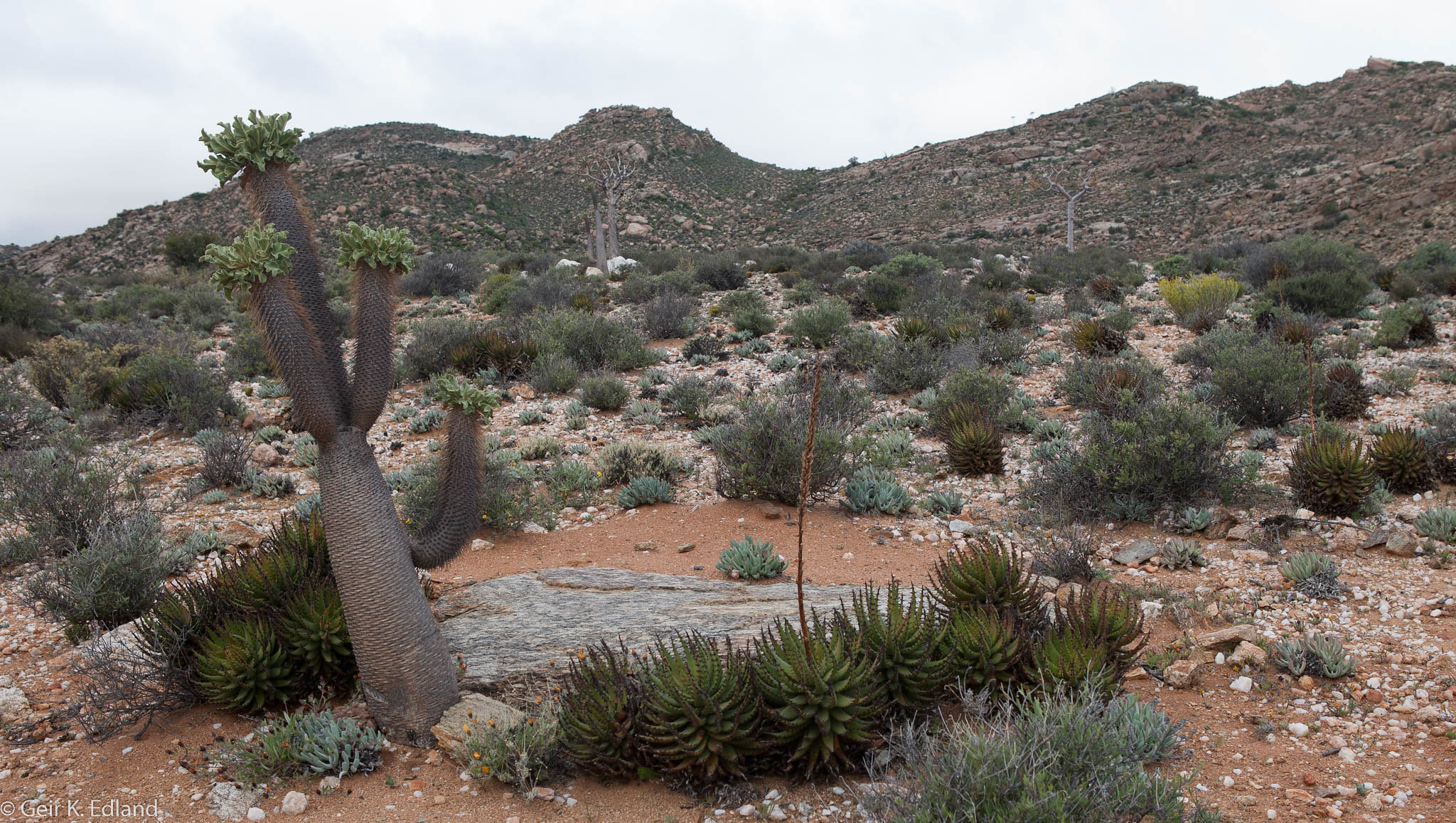 Pachypodium namaquanum, l' arbre trompe d'éléphant pachypodium namaquanum l arbre trompe d elephant 9 pachypodium-namaquanum-l-arbre-trompe-d-elephant-9