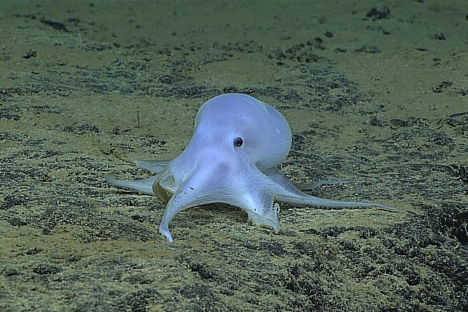 Pieuvre Casper filmée à 4 290 mètres de profondeur par la NOAA en 2016