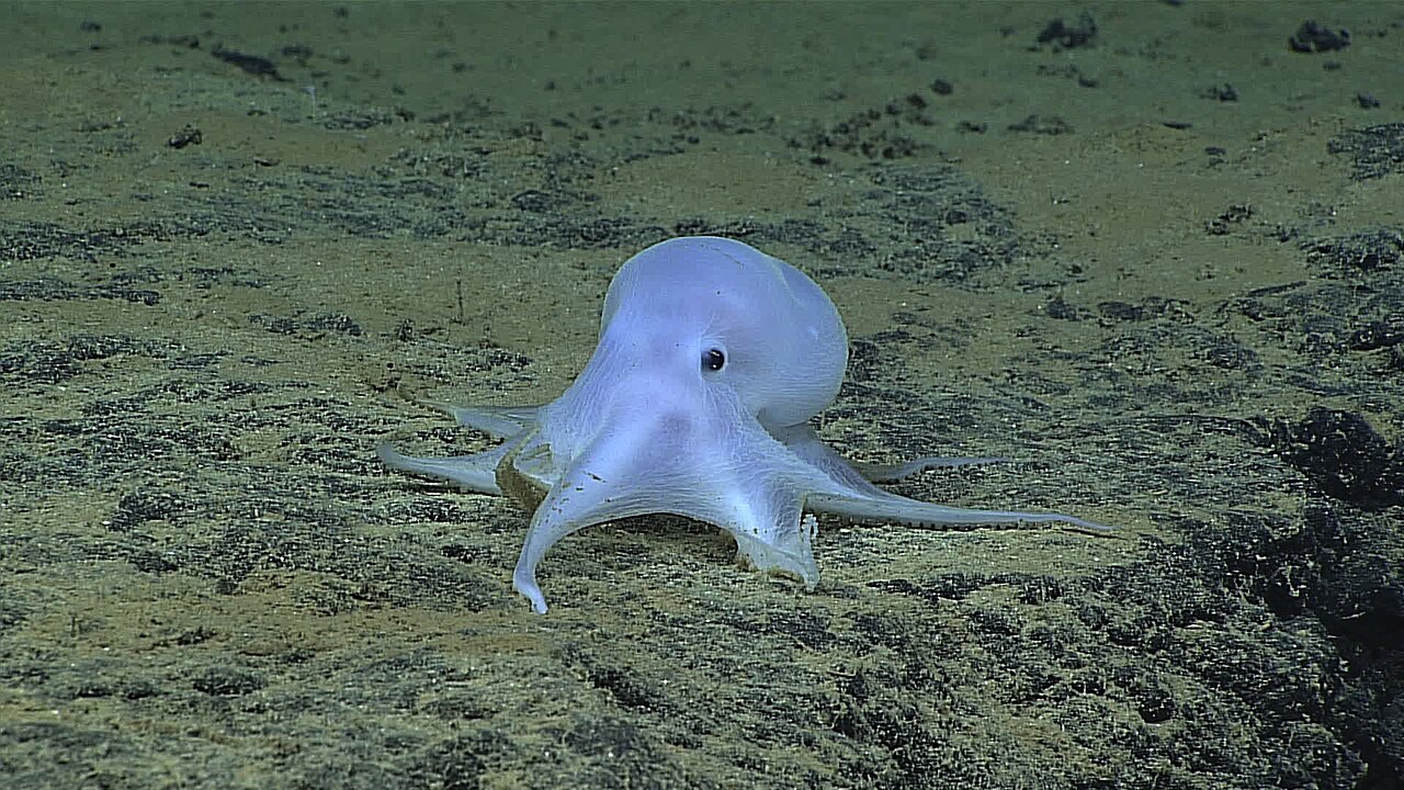 pieuvre casper decouverte 2016 noaa Pieuvre Casper filmée à 4 290 mètres de profondeur par la NOAA en 2016