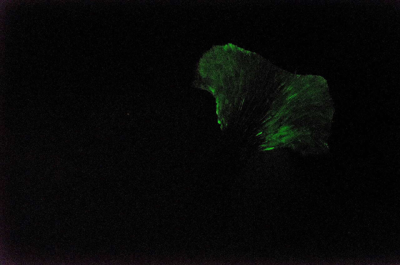 Lamelles vertes bioluminescentes du pleurote de l’olivier photographiées dans l’obscurité Lamelles vertes bioluminescentes du pleurote de l’olivier photographiées dans l’obscurité