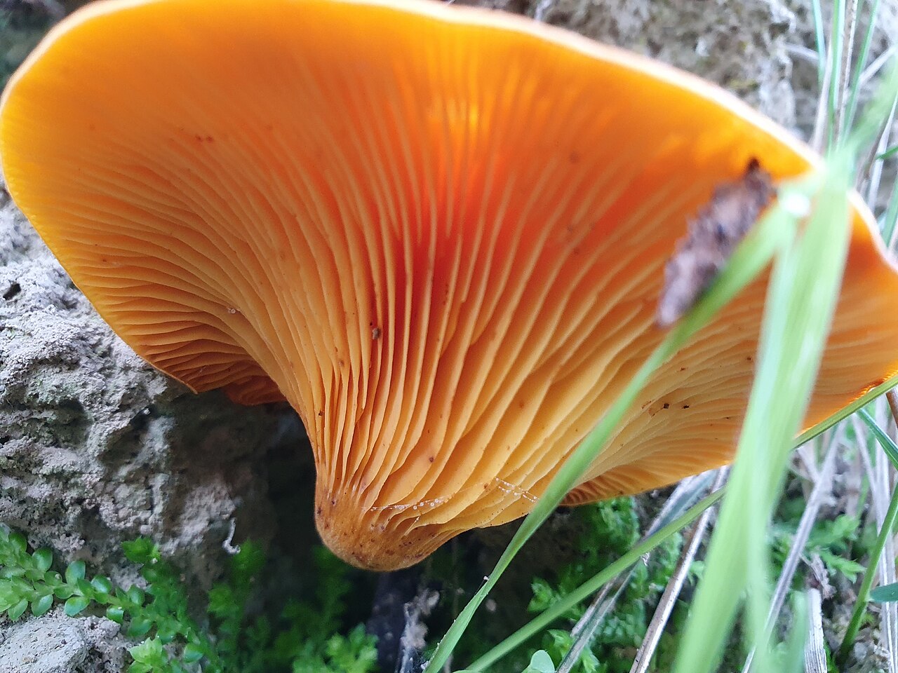 Véritables lamelles orange du pleurote de l’olivier descendant le long du pied Véritables lamelles orange du pleurote de l’olivier descendant le long du pied
