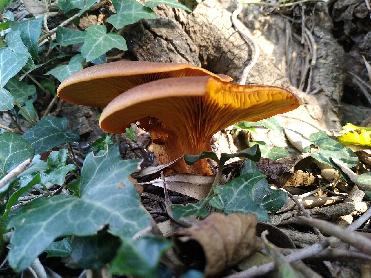 Pleurotes de l’olivier orange poussant au pied d’un arbre sur du bois en décomposition Pleurotes de l’olivier orange poussant au pied d’un arbre sur du bois en décomposition