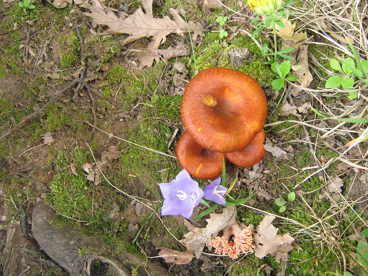 Pleurotes de l’olivier orange poussant parmi des feuilles mortes et des racines de feuillus Pleurotes de l’olivier orange poussant parmi des feuilles mortes et des racines de feuillus