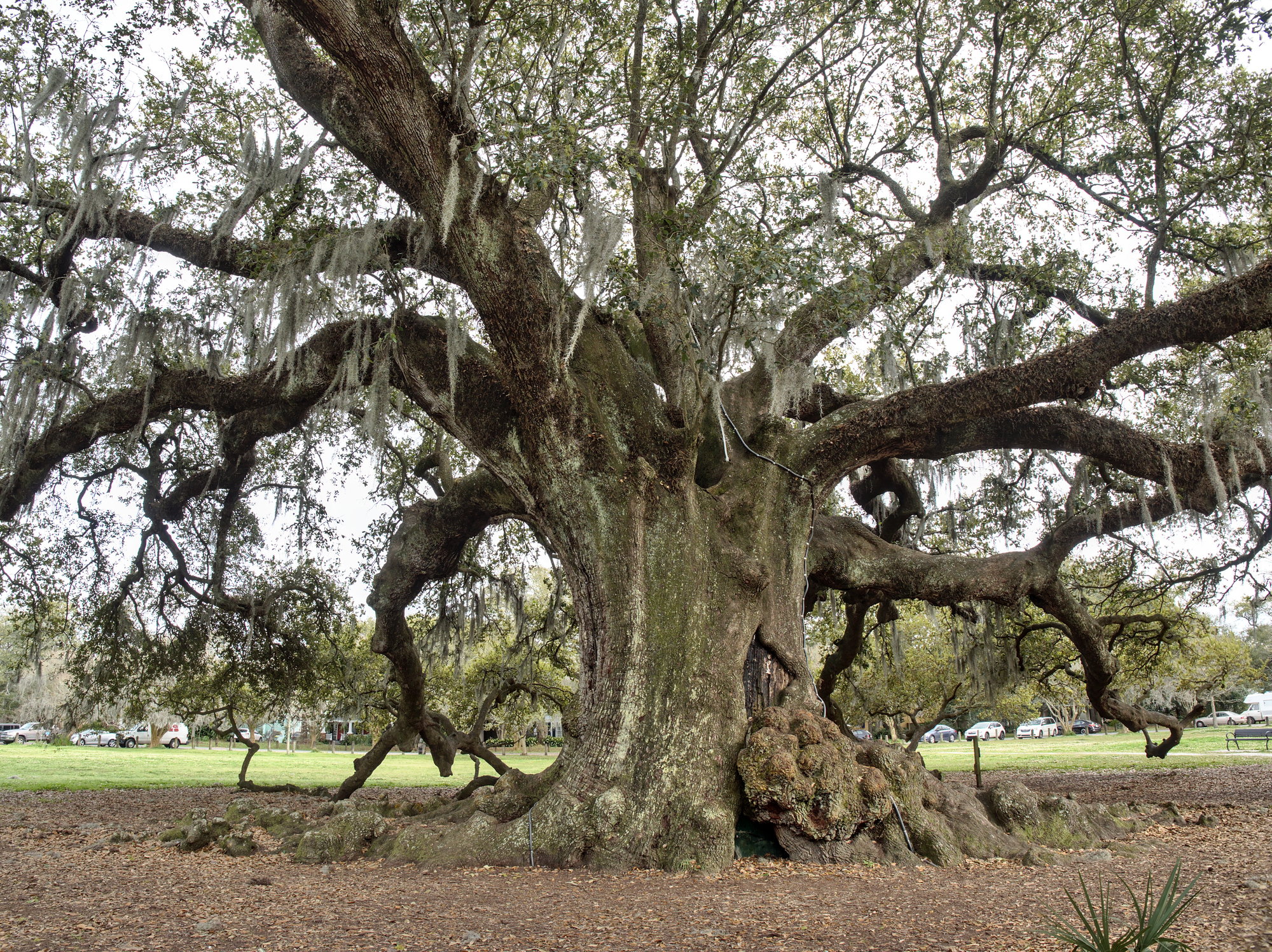 Le chêne Etienne de Boré, arbre de vie de La Nouvelle-Orléans le chene etienne de bore arbre de vie de la nouvelle orleans 1 le-chene-etienne-de-bore-arbre-de-vie-de-la-nouvelle-orleans-1
