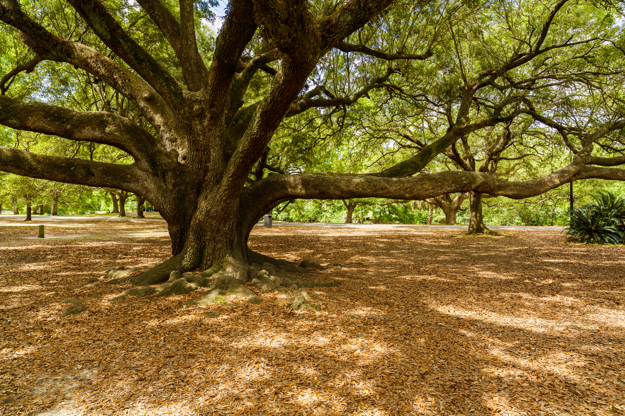 Le chêne Etienne de Boré, arbre de vie de La Nouvelle-Orléans le chene etienne de bore arbre de vie de la nouvelle orleans 2 le-chene-etienne-de-bore-arbre-de-vie-de-la-nouvelle-orleans-2
