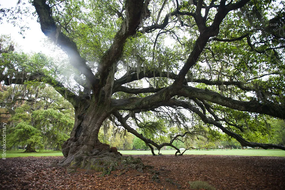 Le chêne Etienne de Boré, arbre de vie de La Nouvelle-Orléans le chene etienne de bore arbre de vie de la nouvelle orleans 3 le-chene-etienne-de-bore-arbre-de-vie-de-la-nouvelle-orleans-3
