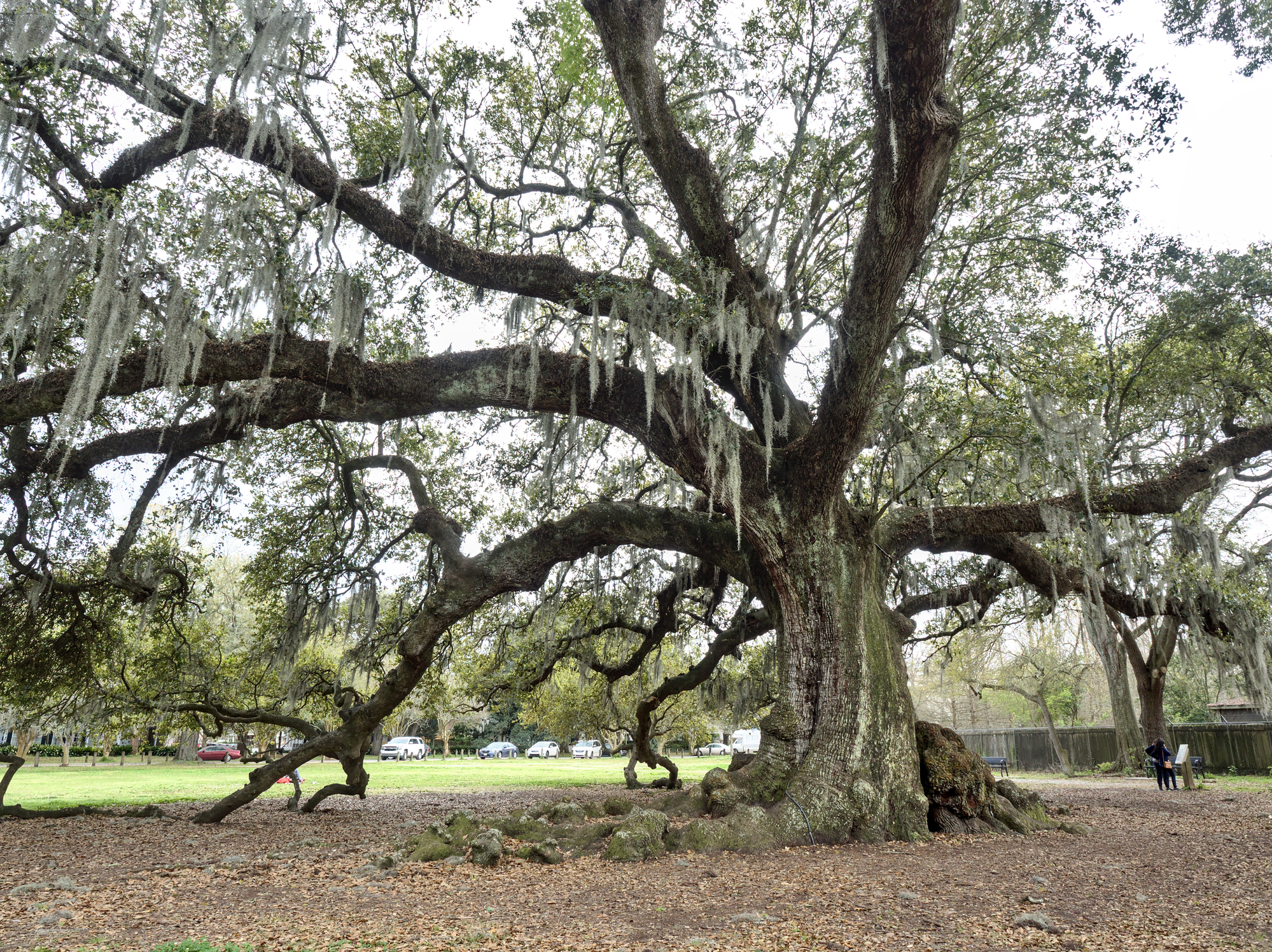 Le chêne Etienne de Boré, arbre de vie de La Nouvelle-Orléans le chene etienne de bore arbre de vie de la nouvelle orleans 4 le-chene-etienne-de-bore-arbre-de-vie-de-la-nouvelle-orleans-4