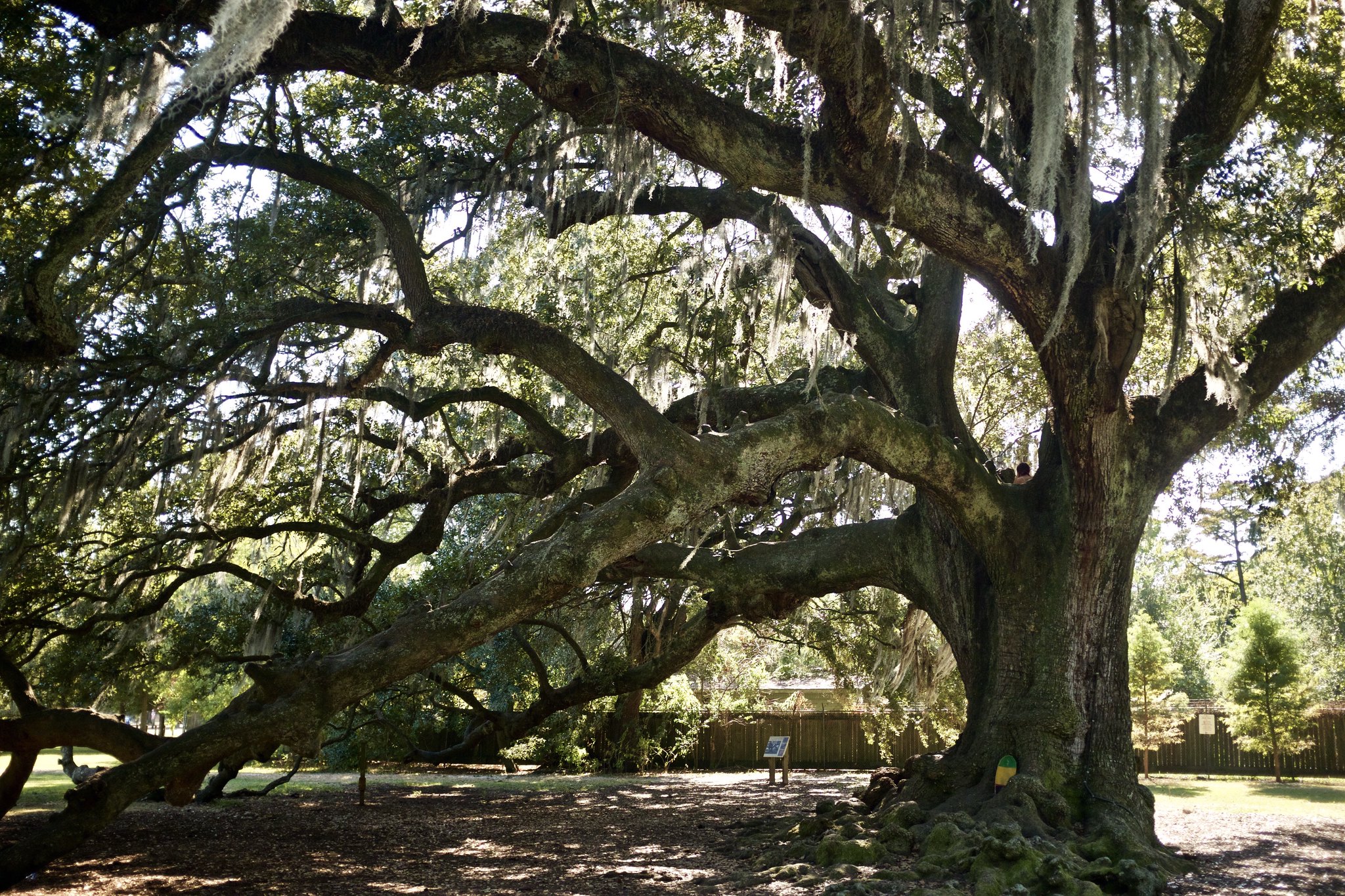Le chêne Etienne de Boré, arbre de vie de La Nouvelle-Orléans le chene etienne de bore arbre de vie de la nouvelle orleans 5 le-chene-etienne-de-bore-arbre-de-vie-de-la-nouvelle-orleans-5