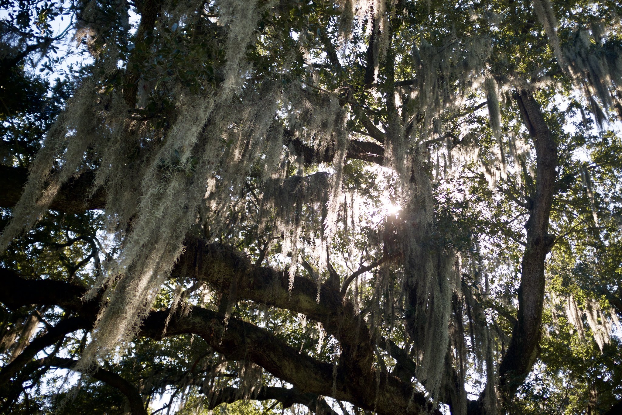 Le chêne Etienne de Boré, arbre de vie de La Nouvelle-Orléans le chene etienne de bore arbre de vie de la nouvelle orleans 6 le-chene-etienne-de-bore-arbre-de-vie-de-la-nouvelle-orleans-6