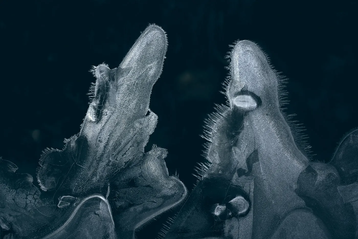 Quand l'eau gelée forme des monstres quand leau gelee forme des monstres 1 quand-leau-gelee-forme-des-monstres-1