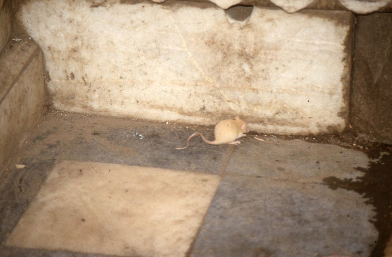 Rat blanc sacré dans le temple Karni Mata à Deshnoke Rat blanc sacré dans le temple Karni Mata à Deshnoke