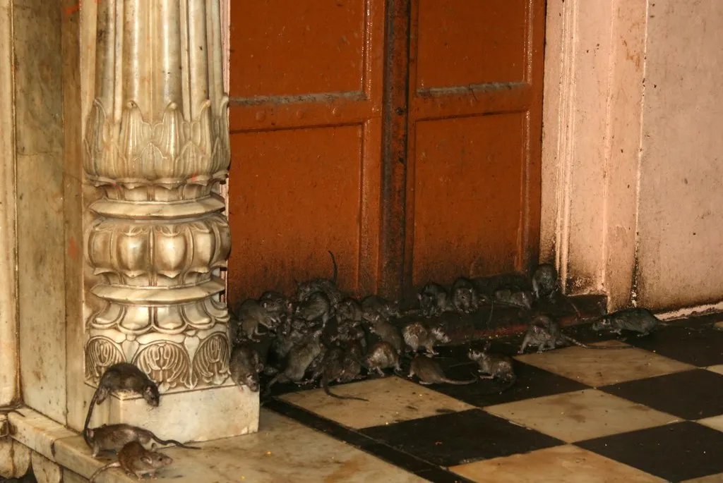 Le temple Karni Mata, le temple des rats temple karni mata le temple des rats deshnoke inde 2 temple-karni-mata-le-temple-des-rats-deshnoke-inde-2