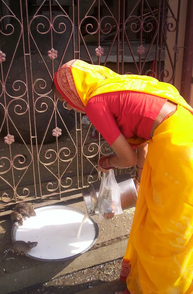 Le temple Karni Mata, le temple des rats temple karni mata le temple des rats deshnoke inde 7 temple-karni-mata-le-temple-des-rats-deshnoke-inde-7.
