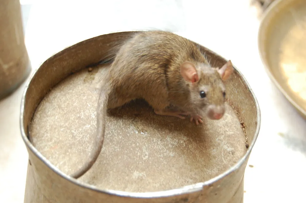 Le temple Karni Mata, le temple des rats temple karni mata le temple des rats deshnoke inde 8 temple-karni-mata-le-temple-des-rats-deshnoke-inde-8.