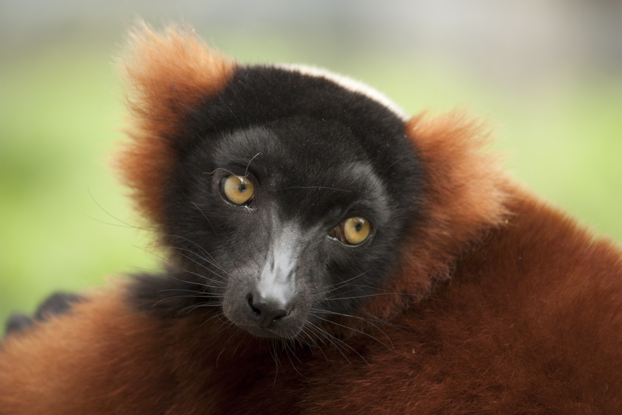 10 espèces de lémuriens méconnues 10 especes de lemuriens meconnues 1 vari roux 3 10-especes-de-lemuriens-meconnues-1-vari-roux-3