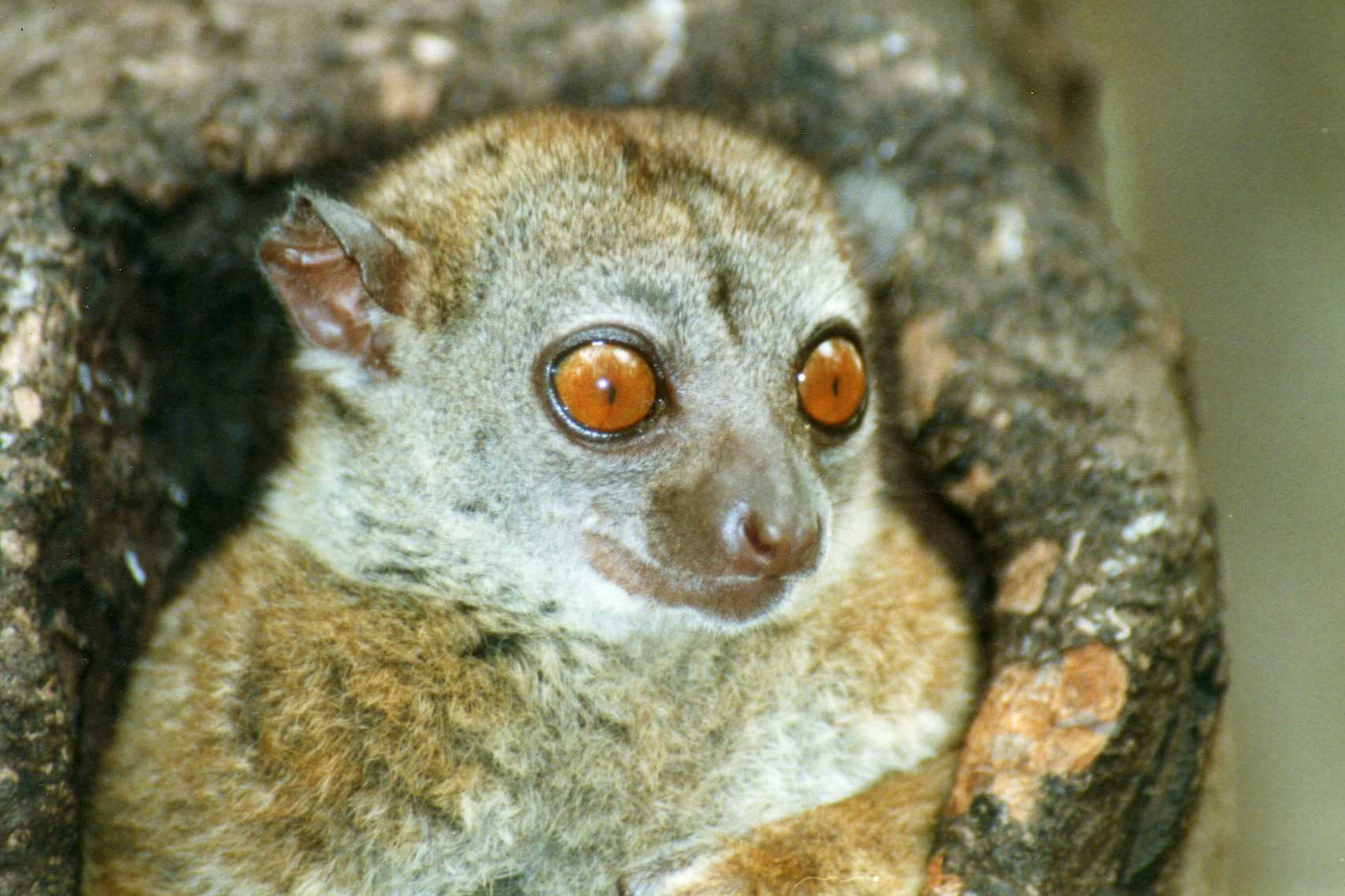 10 espèces de lémuriens méconnues 10 especes de lemuriens meconnues 10 lemurien sportif d ankarana 1 10-especes-de-lemuriens-meconnues-10-lemurien-sportif-d-ankarana-1.