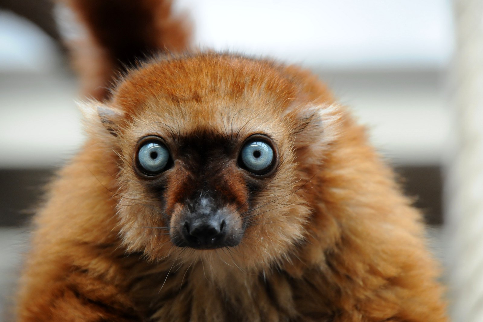10 espèces de lémuriens méconnues 10 especes de lemuriens meconnues 2 lemur aux yeux turquoise 1 10-especes-de-lemuriens-meconnues-2-lemur-aux-yeux-turquoise-1
