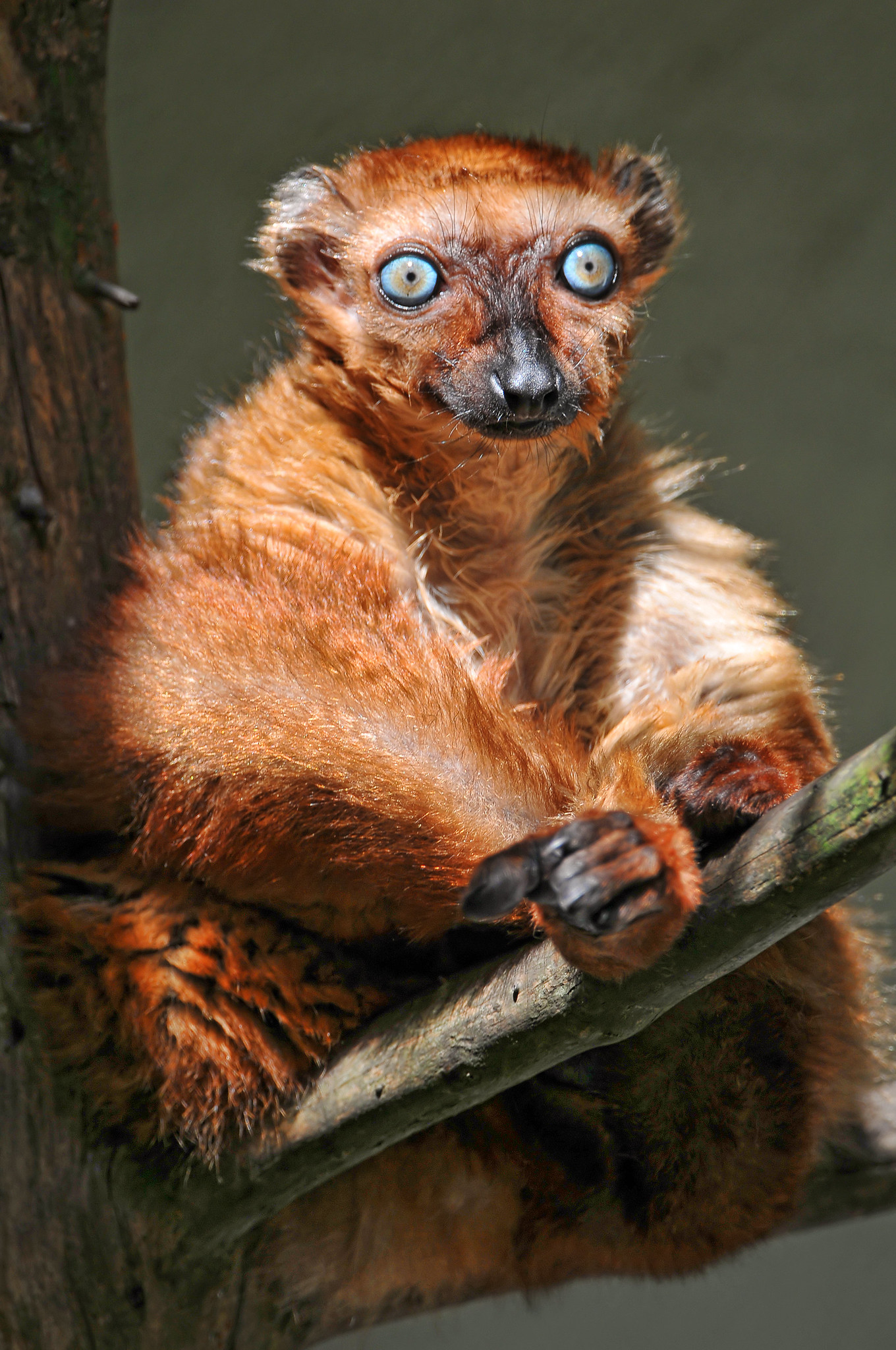 10 espèces de lémuriens méconnues 10 especes de lemuriens meconnues 2 lemur aux yeux turquoise 2 10-especes-de-lemuriens-meconnues-2-lemur-aux-yeux-turquoise-2