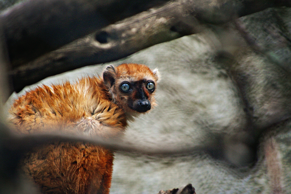 10 espèces de lémuriens méconnues 10 especes de lemuriens meconnues 2 lemur aux yeux turquoise 3 10-especes-de-lemuriens-meconnues-2-lemur-aux-yeux-turquoise-3