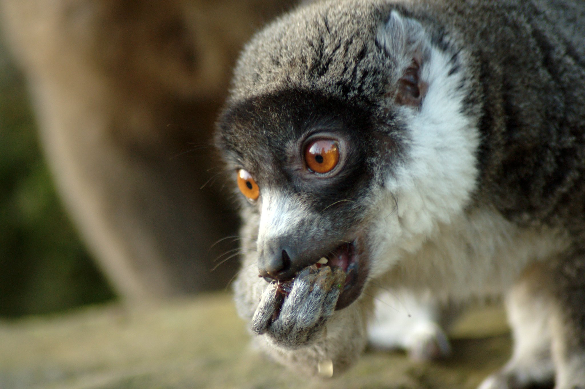 10 espèces de lémuriens méconnues 10 especes de lemuriens meconnues 4 lemur mongos 2 10-especes-de-lemuriens-meconnues-4-lemur-mongos-2