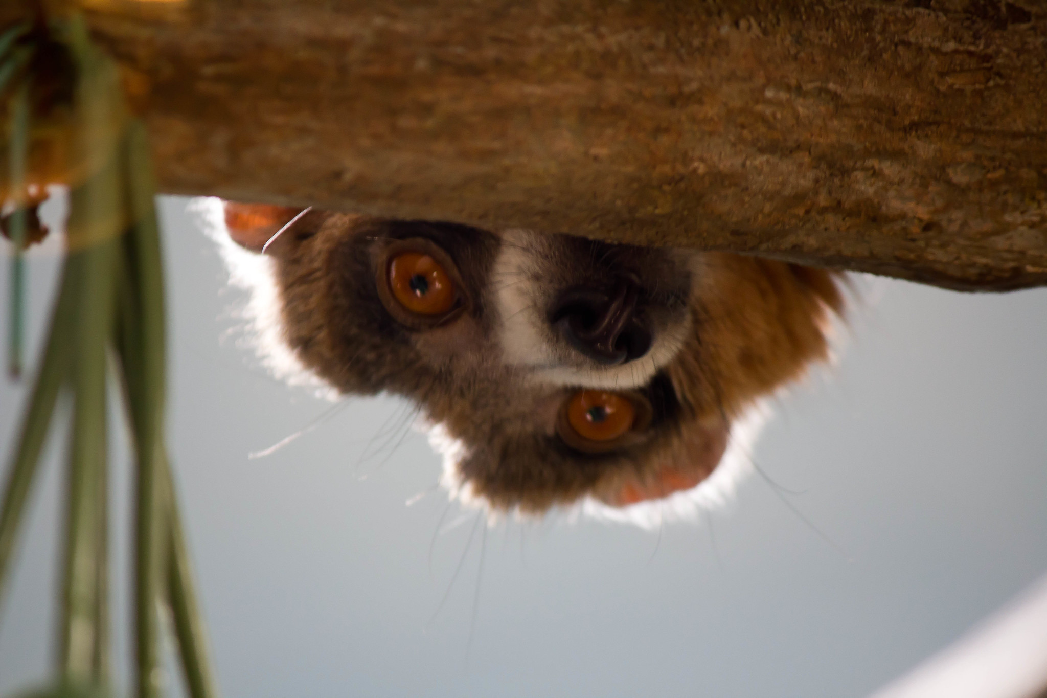 10 espèces de lémuriens méconnues 10 especes de lemuriens meconnues 4 lemur mongos 3 10-especes-de-lemuriens-meconnues-4-lemur-mongos-3