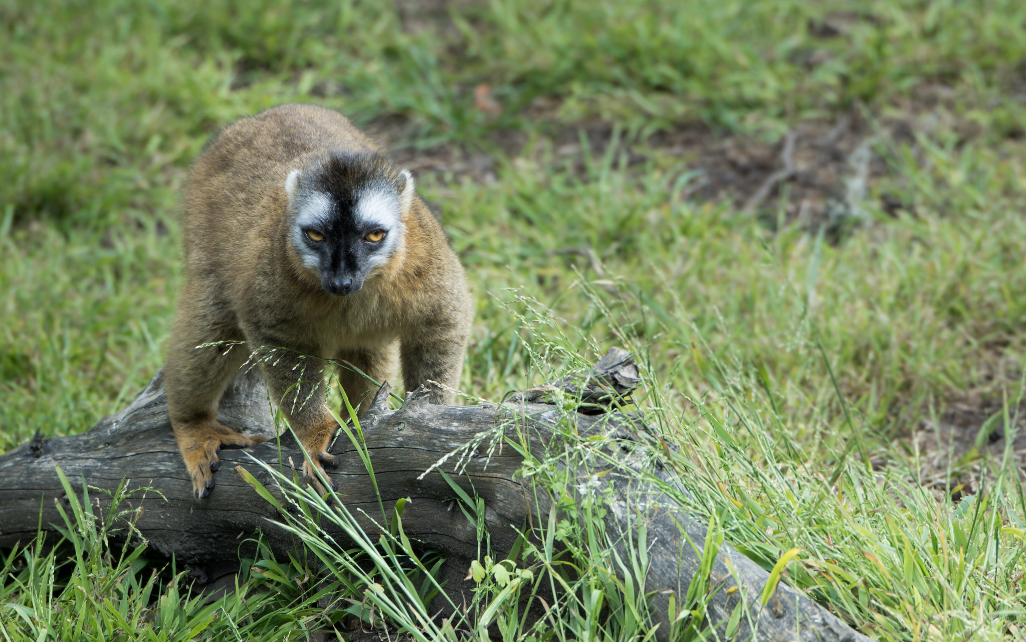 10 espèces de lémuriens méconnues 10 especes de lemuriens meconnues 5 lemurien brun a front roux 2 10-especes-de-lemuriens-meconnues-5-lemurien-brun-a-front-roux-2