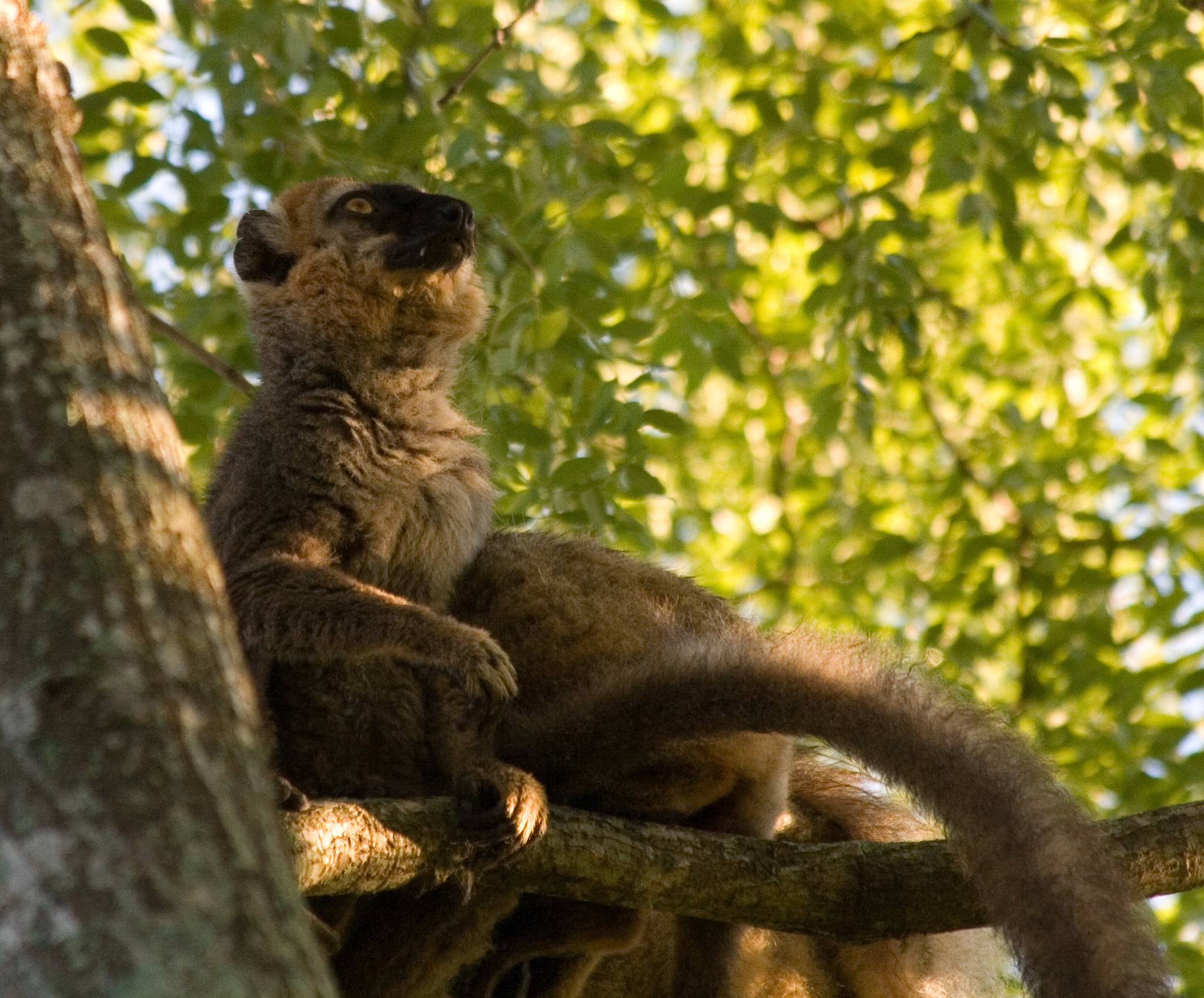 10 espèces de lémuriens méconnues 10 especes de lemuriens meconnues 5 lemurien brun a front roux 3 10-especes-de-lemuriens-meconnues-5-lemurien-brun-a-front-roux-3