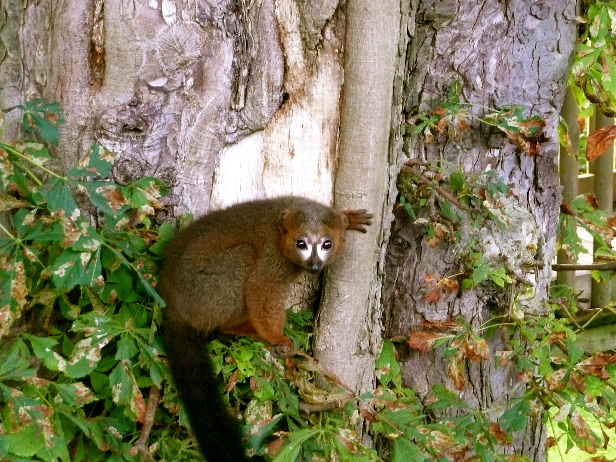 10 espèces de lémuriens méconnues 10 especes de lemuriens meconnues 6 lemur a ventre roux 3 10-especes-de-lemuriens-meconnues-6-lemur-a-ventre-roux-3