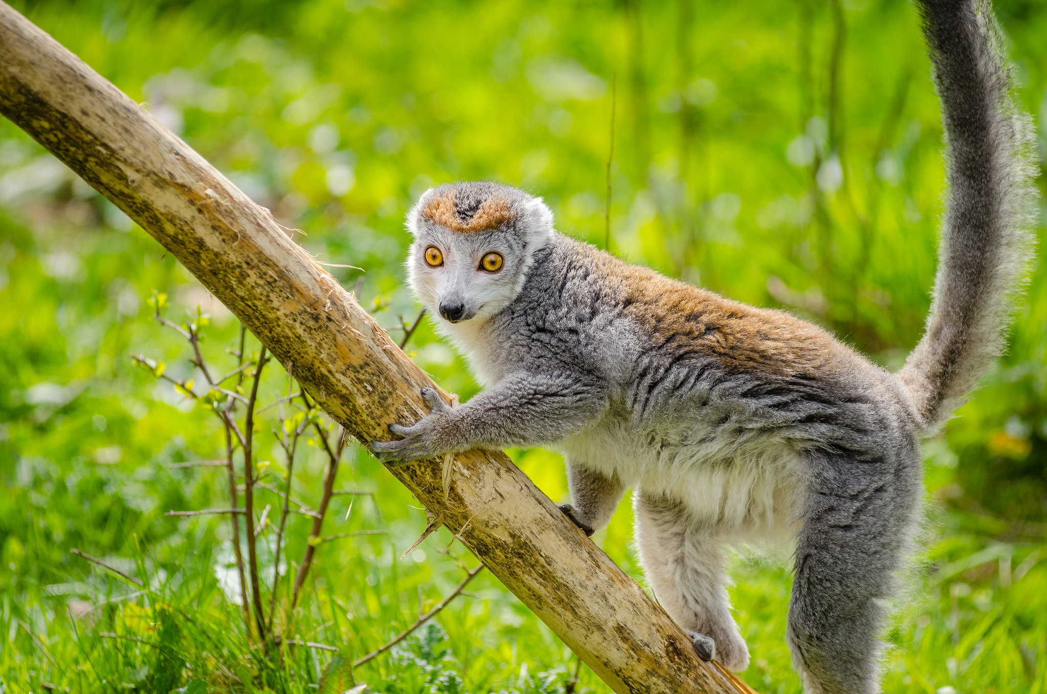 10 espèces de lémuriens méconnues 10 especes de lemuriens meconnues 7 lemur couronne 2 10-especes-de-lemuriens-meconnues-7-lemur-couronne-2