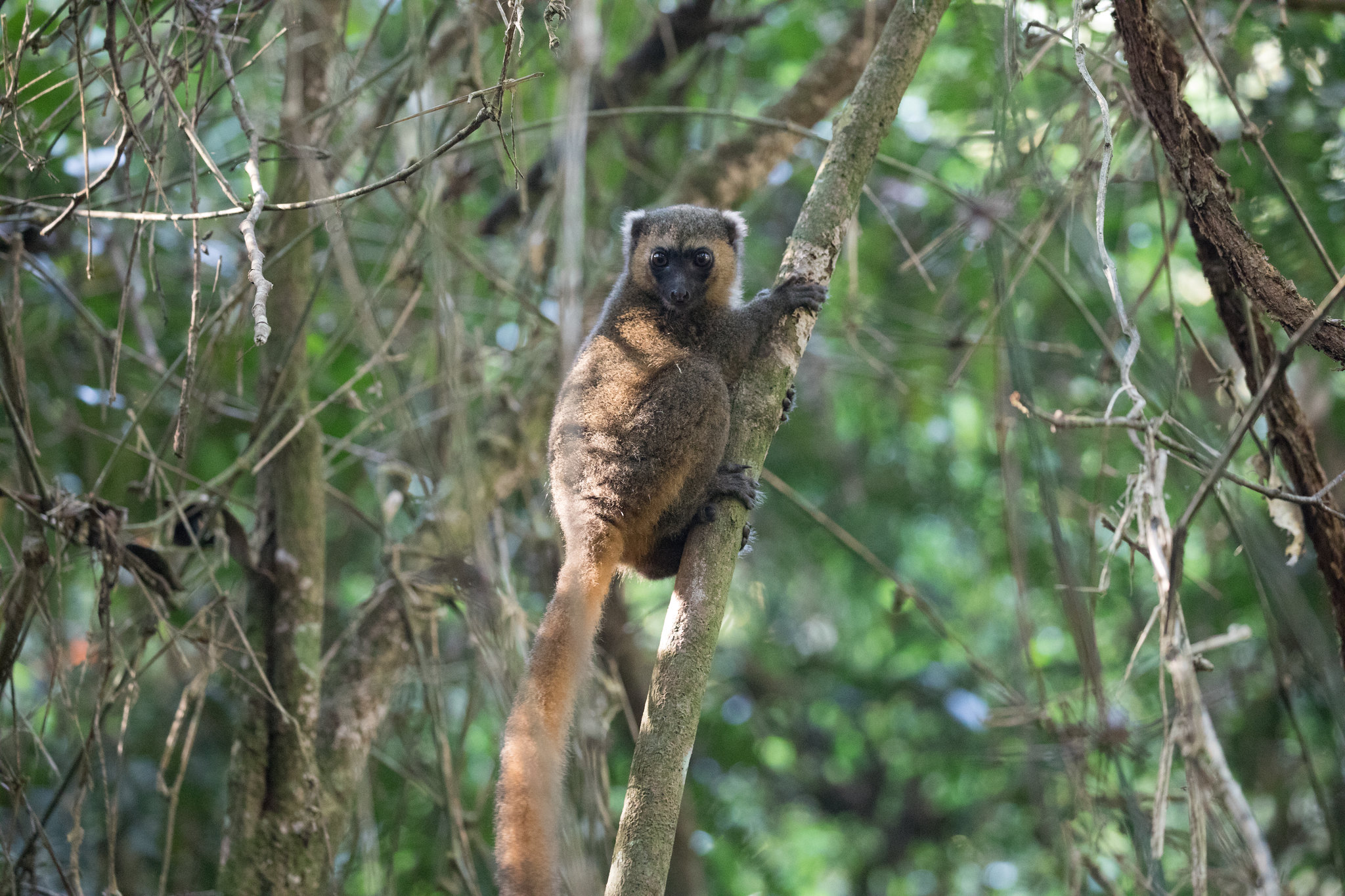 10 espèces de lémuriens méconnues 10 especes de lemuriens meconnues 9 lemur bambou dore 3 10-especes-de-lemuriens-meconnues-9-lemur-bambou-dore-3