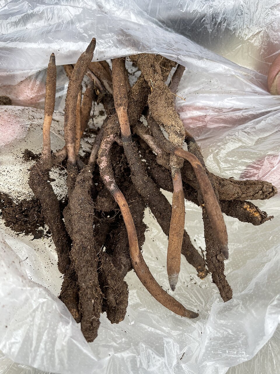 Champignon chenille fraîchement récolté avec chenille et stroma Champignons chenilles fraîchement récoltés avec chenille et stroma