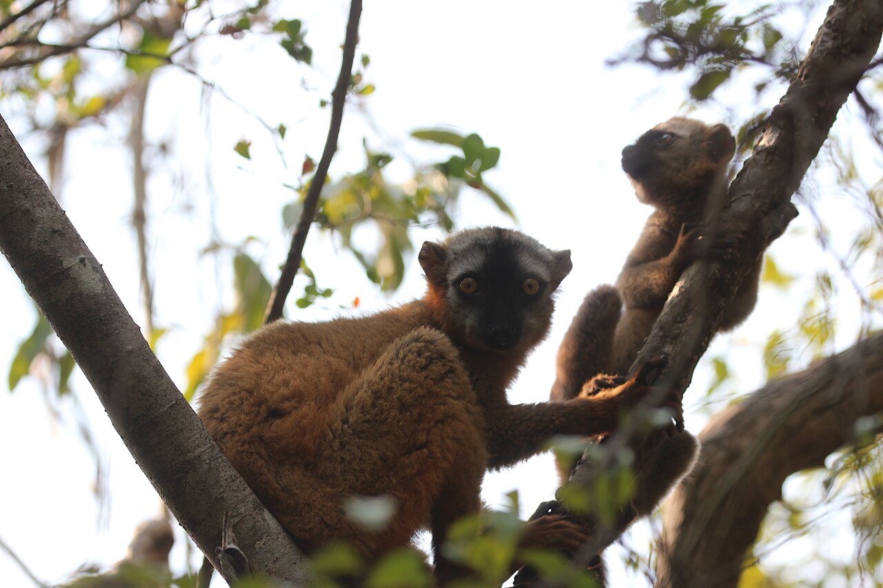 Eulemur rufus dans la nature Eulemur rufus, lémurien brun de Madagascar
