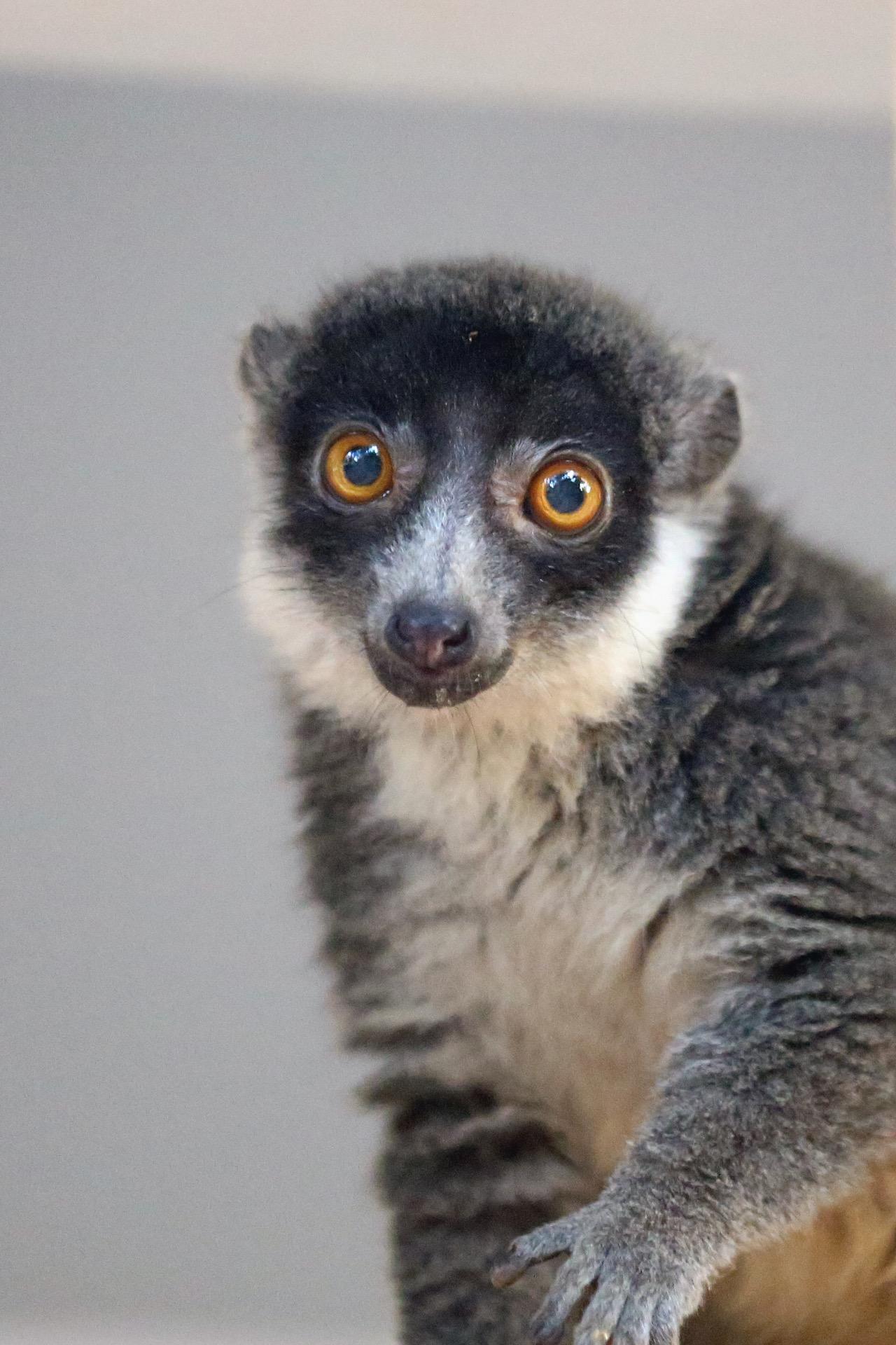 Femelle lémur mongos à Madagascar Femelle lémur mongos Eulemur mongoz au pelage brun à Madagascar