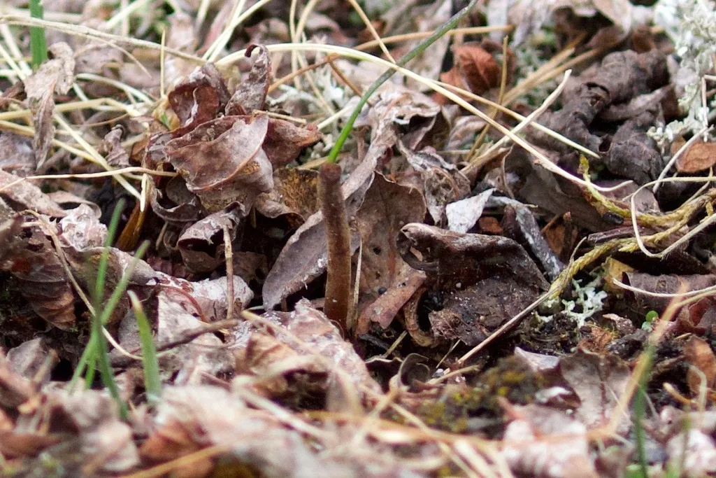 Le champignon chenille, le champignon le plus cher du monde le champignon chenille ou champignon zombie cordyceps plus cher 4 le-champignon-chenille-ou-champignon-zombie-cordyceps-plus-cher-4