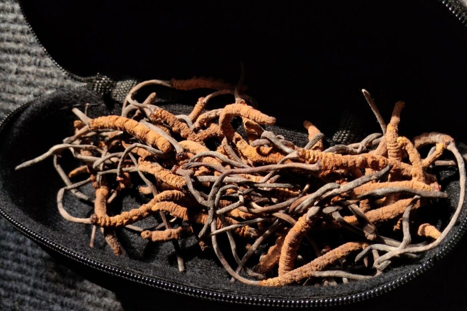 Le champignon chenille, le champignon le plus cher du monde le champignon chenille ou champignon zombie cordyceps sinensis Récolte de Ophiocordyceps sinensis
