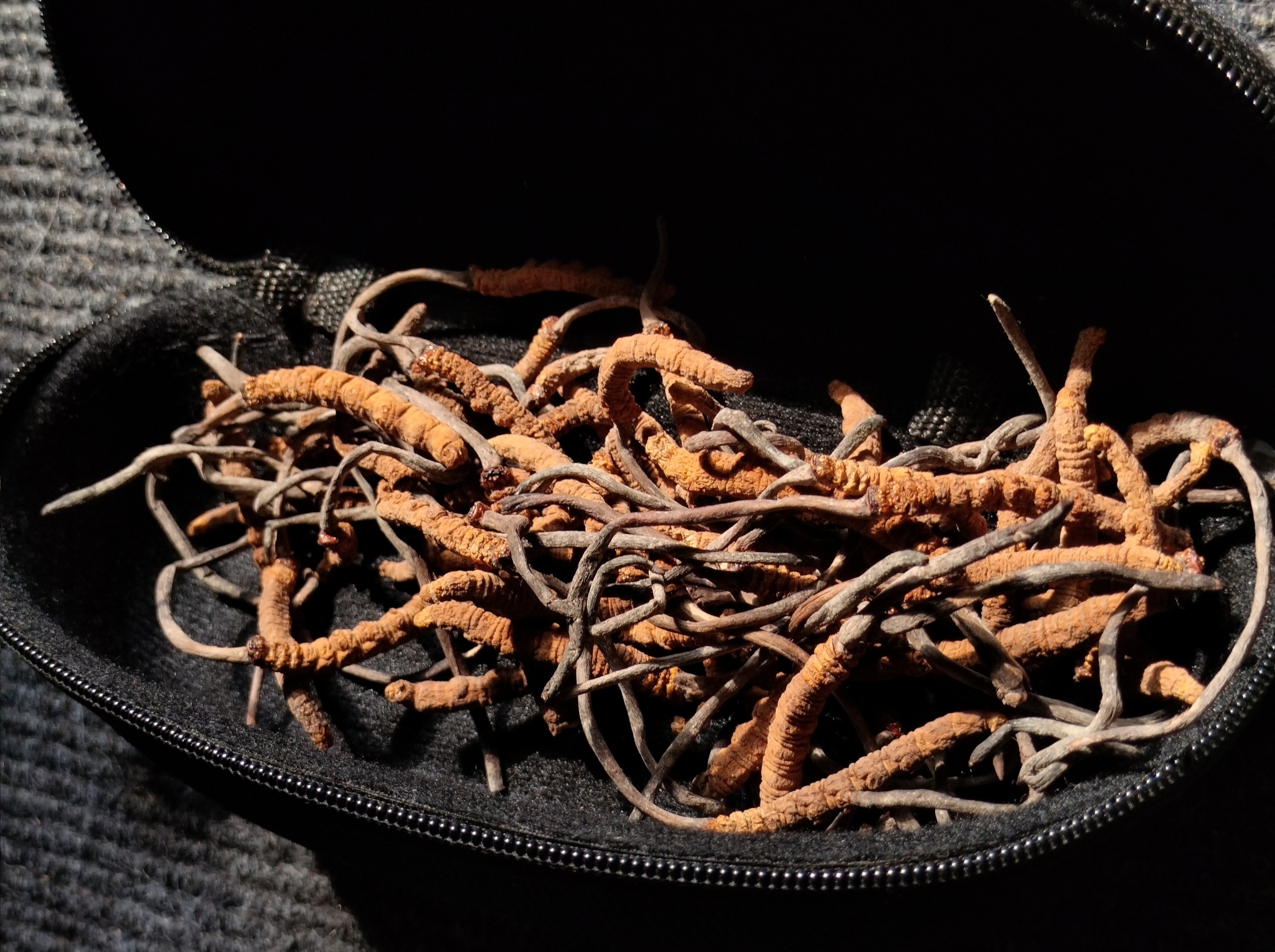 Récolte de Ophiocordyceps sinensis Récolte de Ophiocordyceps sinensis