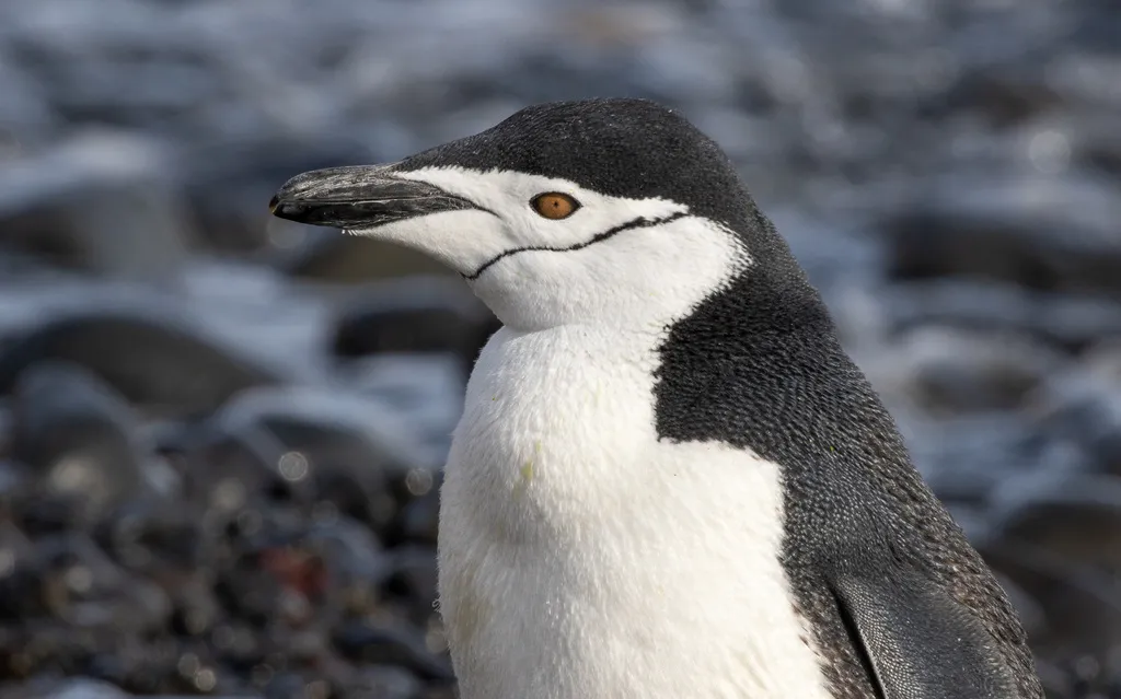 Le manchot à jugulaire gère son sommeil en micro-siestes de 4 secondes le manchot a jugulaire gere son sommeil en micro siestes de 4 secondes 2 le-manchot-a-jugulaire-gere-son-sommeil-en-micro-siestes-de-4-secondes-2