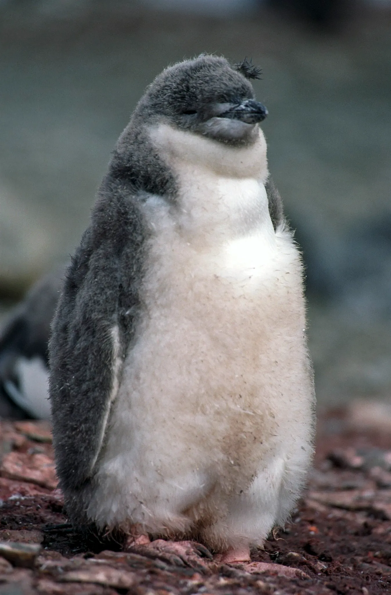 Le manchot à jugulaire gère son sommeil en micro-siestes de 4 secondes le manchot a jugulaire gere son sommeil en micro siestes de 4 secondes 3 le-manchot-a-jugulaire-gere-son-sommeil-en-micro-siestes-de-4-secondes-3.