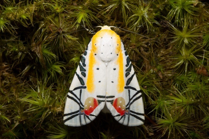 Le papillon Picasso, un papillon de nuit abstrait le papillon picasso un papillon de nuit abstrait 2 le-papillon-picasso-un-papillon-de-nuit-abstrait-2.