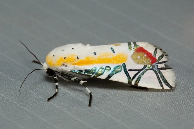 Le papillon Picasso, un papillon de nuit abstrait le papillon picasso un papillon de nuit abstrait 4 le-papillon-picasso-un-papillon-de-nuit-abstrait-4