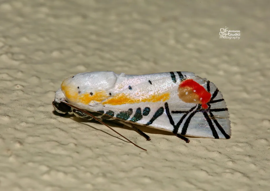 Le papillon Picasso, un papillon de nuit abstrait le papillon picasso un papillon de nuit abstrait 7 le-papillon-picasso-un-papillon-de-nuit-abstrait-7