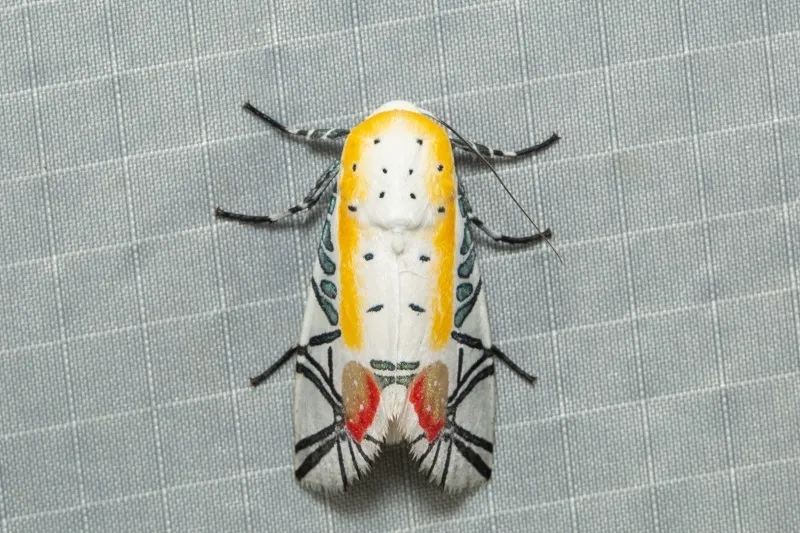 Le papillon Picasso, un papillon de nuit abstrait le papillon picasso un papillon de nuit abstrait 8 le-papillon-picasso-un-papillon-de-nuit-abstrait-8.