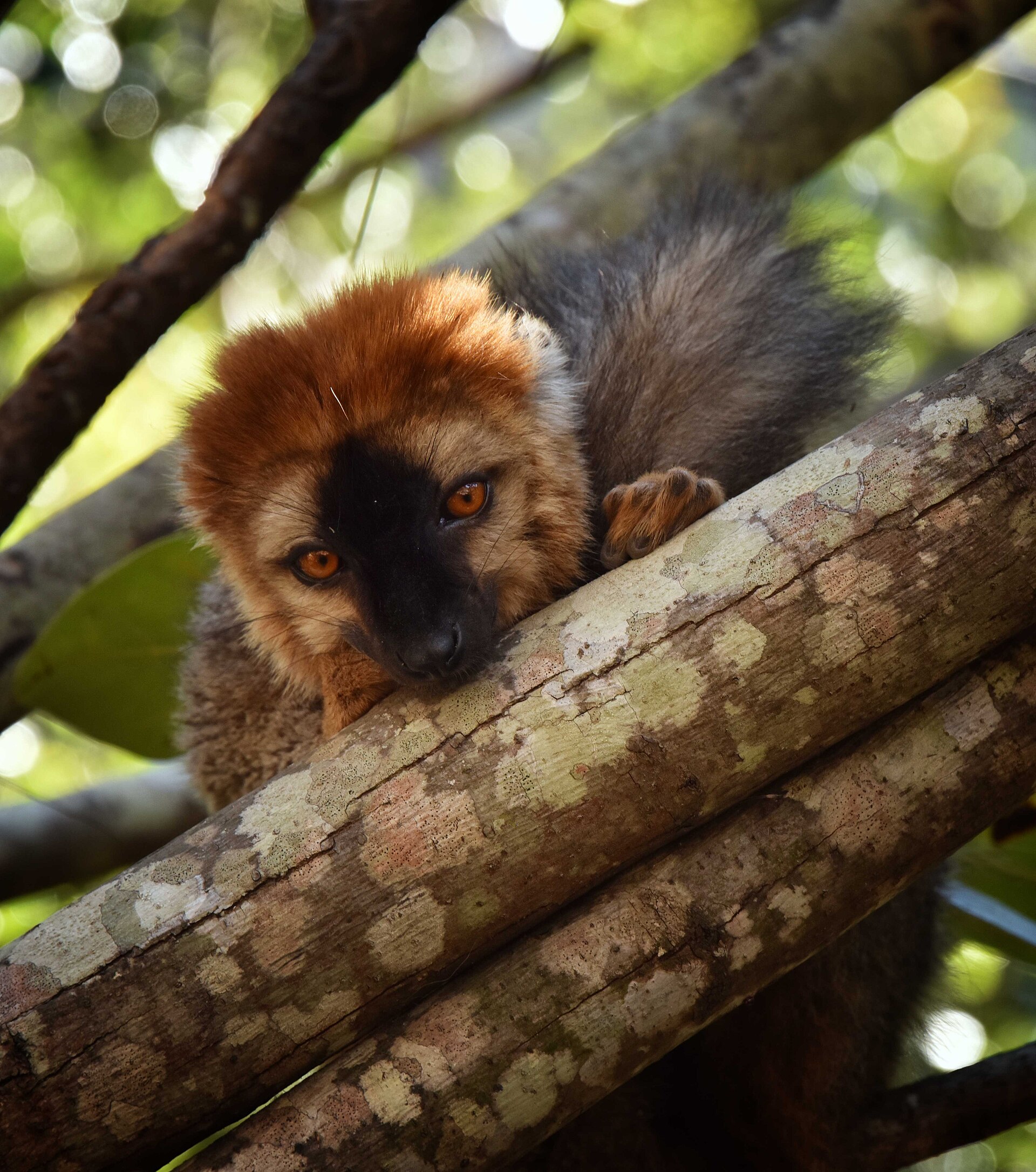 Lémur brun front roux eulemur rufus Lémurien brun Eulemur rufus au pelage marron à Madagascar
