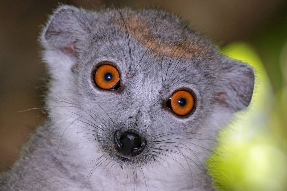 Portrait de femelle lémur couronné aux grands yeux dans la réserve de l'Ankarana