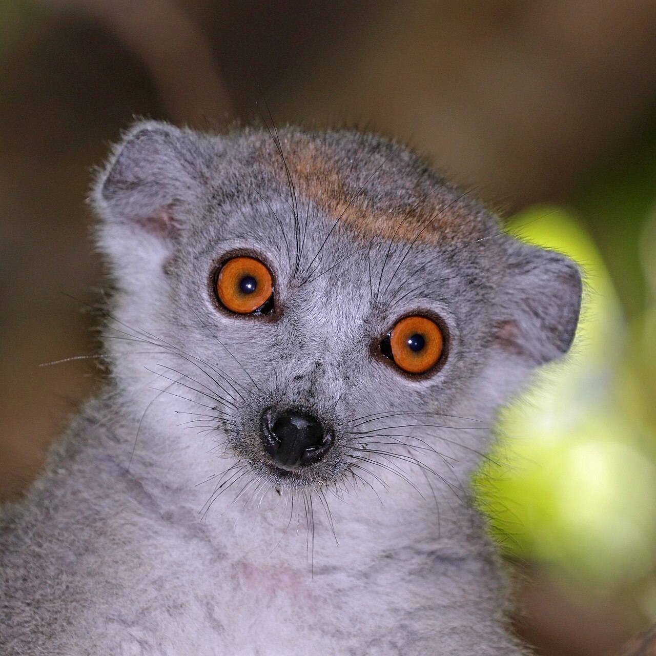 Femelle lémur couronné dans l'Ankarana Portrait de femelle lémur couronné aux grands yeux dans la réserve de l'Ankarana