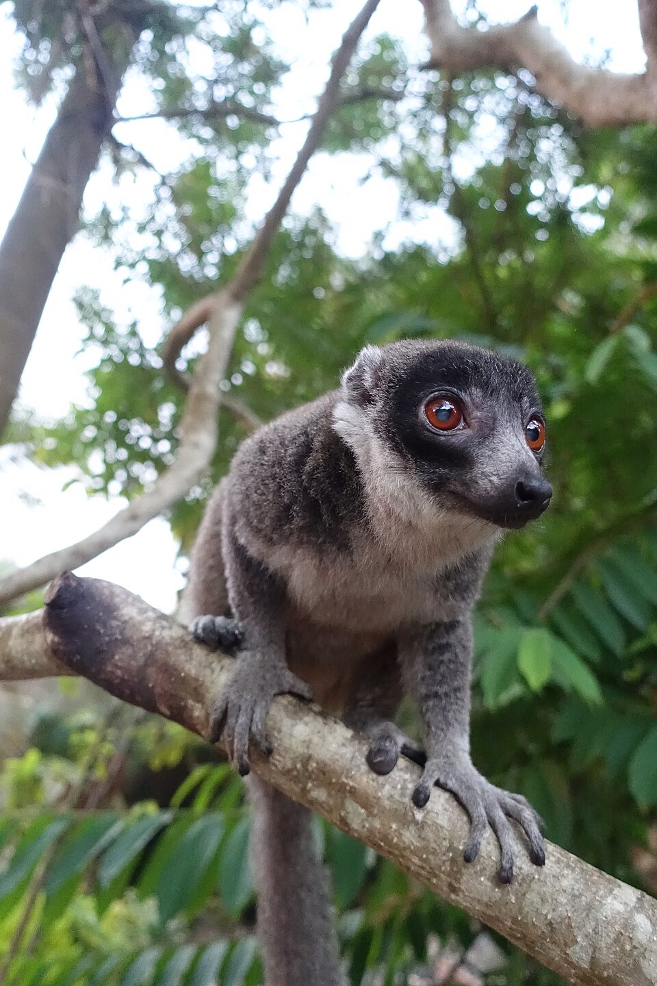 Lémur mongos à Madagascar Lémur mongos Eulemur mongoz au pelage brun et aux grands yeux orange