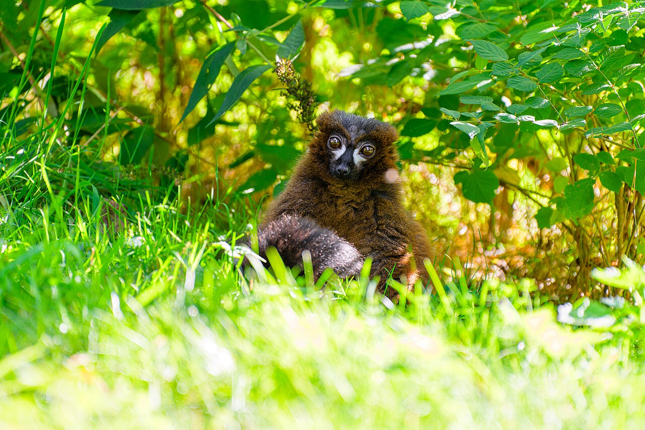 Portrait de lémur à ventre roux Lémur à ventre roux aux grands yeux dans la végétation